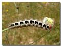 Acronicta euphorbiae